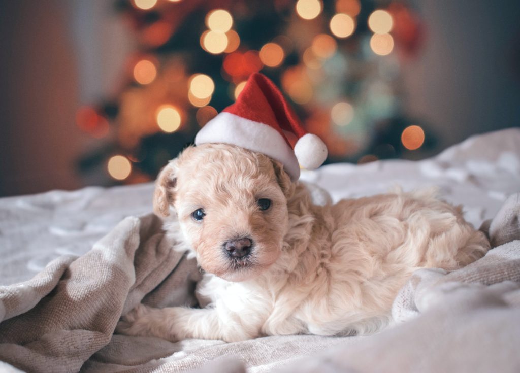 A puppy posed in front of a Christmas tree wearing a Santa hat.